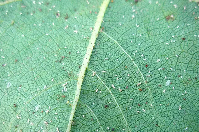 Image above: Aphid exoskeletons or 'skin casts' shed after moulting (image courtesy of Elise Dando)