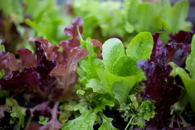 Mix of loose-leaf lettuces