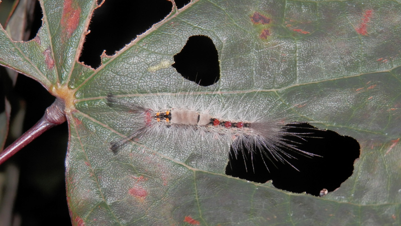 Painted Apple Moth Elise Dando