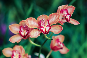 orange Cymbidium Orchids