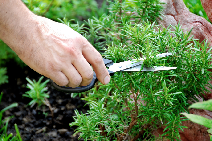 person cutting back a Rosemary plant with a pair of scissors