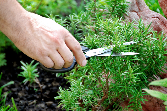 person cutting back a Rosemary plant with a pair of scissors