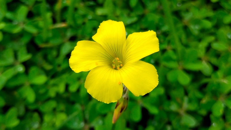 soursob oxalis pes-caprae close-up of flower yelllo 5 petals tiny lines down throat of flower