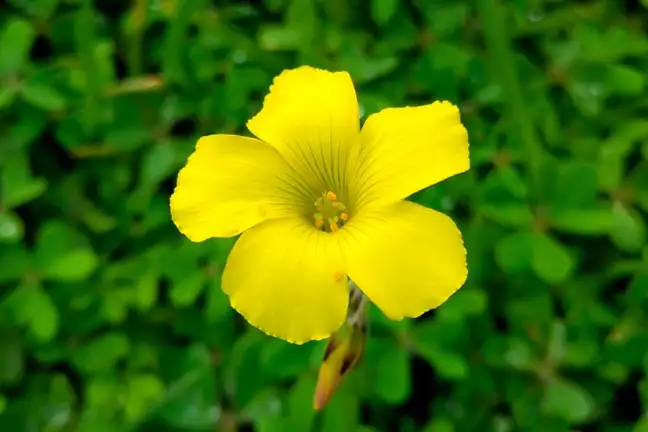 soursob oxalis pes-caprae close-up of flower yelllo 5 petals tiny lines down throat of flower