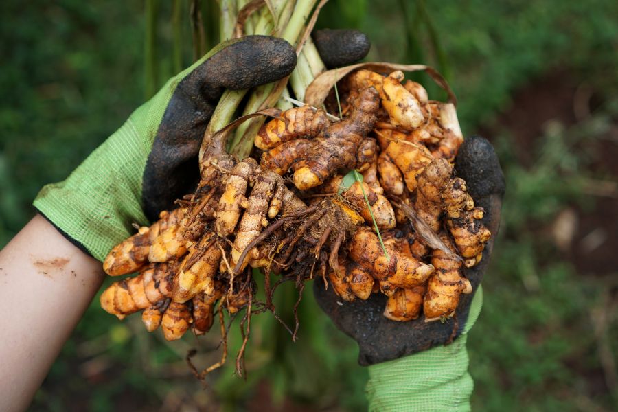 A gloved hand holding freshly harvested Turmeric rhizomes
