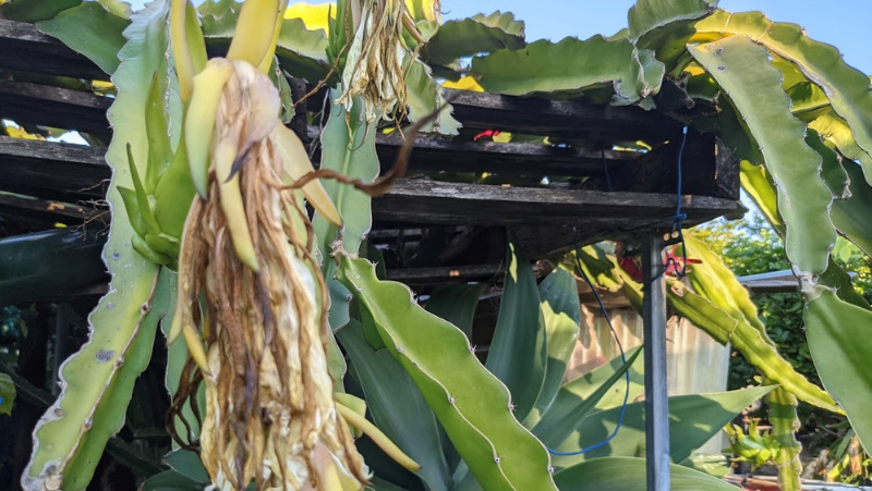 Dragon Fruit growing over the top of a framework