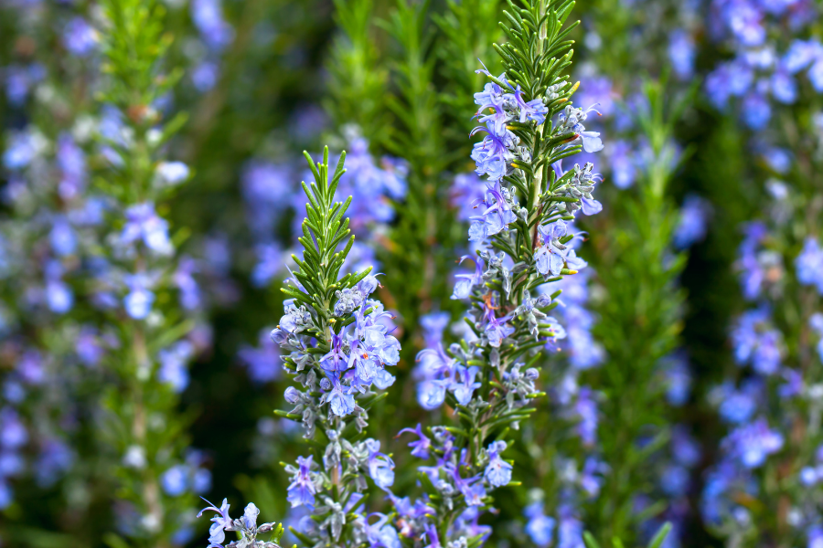 Rosemary