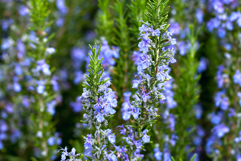 Rosemary growing in a garden with stems covered in blue flowers (Rosmarinus officinalis)