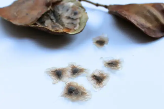 Close up of a Jacaranda seed pod and its seeds