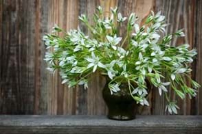 How to Grow Ornithogalums