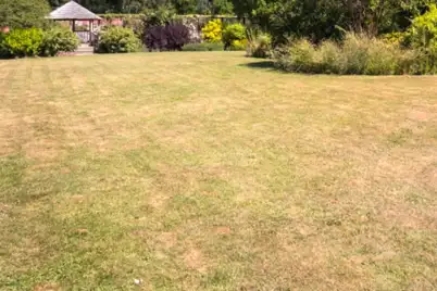 Common Lawn Problems