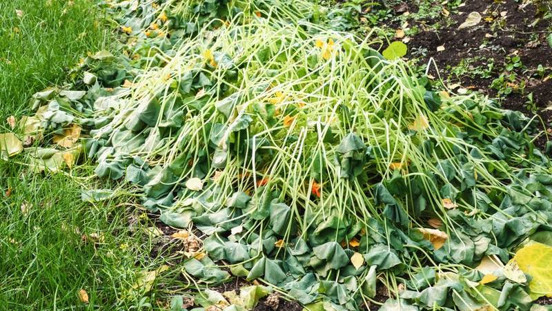 Frost Damage Zucchini