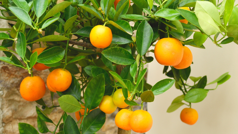 Potted Orange Citrus Image