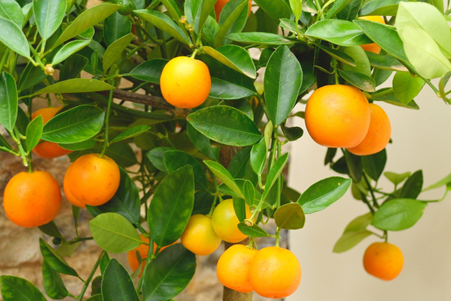 Potted Orange Citrus Image