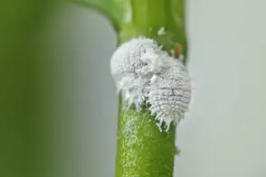 2 mealy bugs on a stem