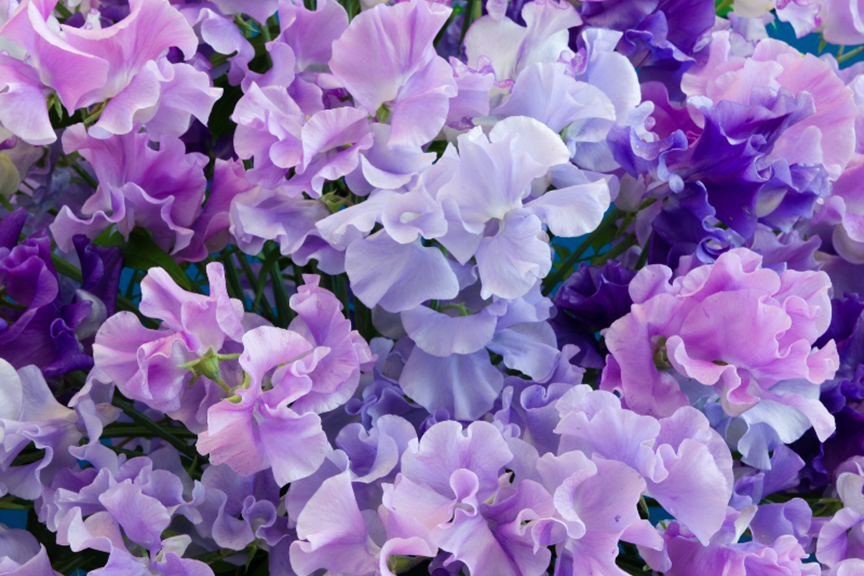 Sweet Pea