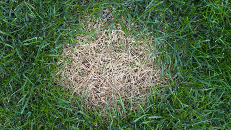 Image above: Anthracnose of lawns
