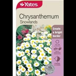 Chrysanthemum Snowlands