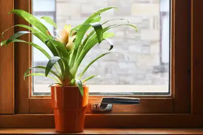 Bromeliad