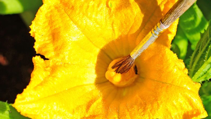 Pollinating a Pumpkin with a paintbrush