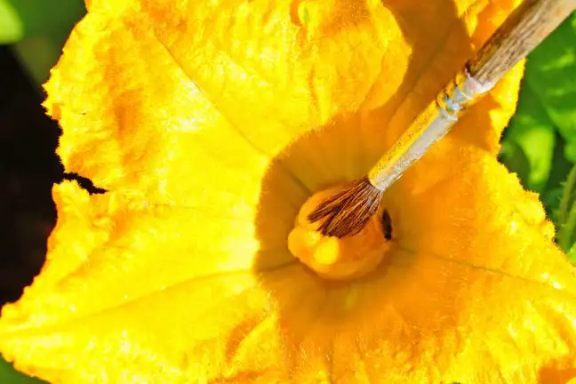 Pollinating a Pumpkin with a paintbrush