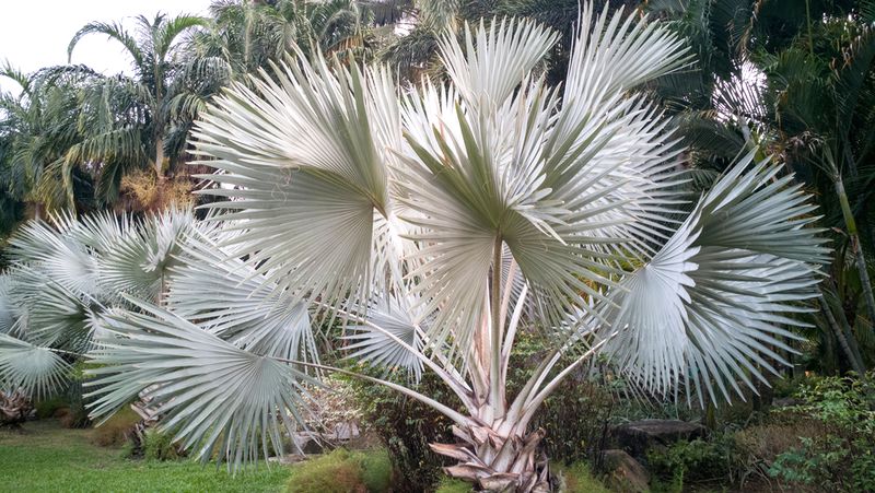 Bismarck Palm (Bismark nobilis) palm in a garden