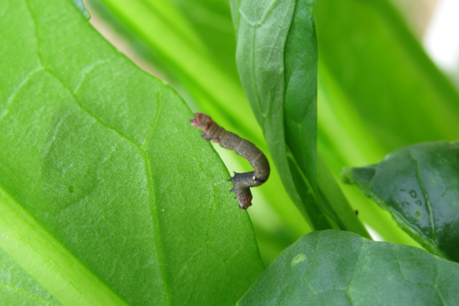 Tree Top Looper How to Get Rid of Loopers in Your Garden | Yates Australia