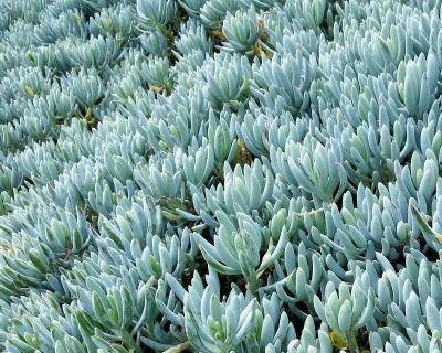 Did You Start 5 Interesting Facts About Cactus For Ardour Or Cash?