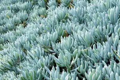 Blue Chalk Sticks