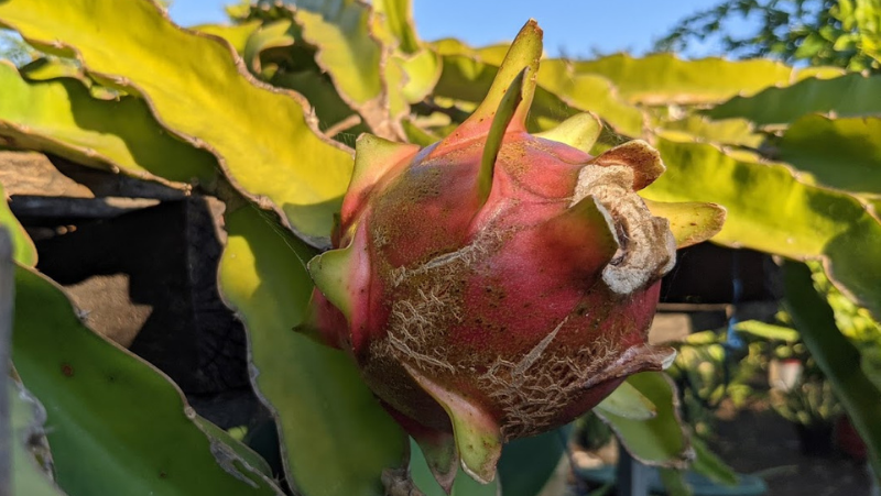 Developing but still immature fruit