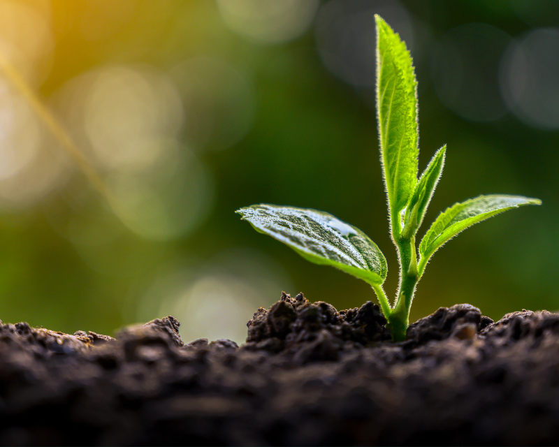 Brings Your Soil Back To Life 
