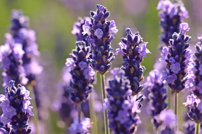 English Lavender Lavandula angustifolia in flower