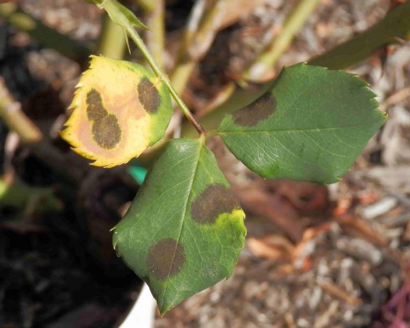 What is Rose Black Spot & How to Control It in Your Garden Yates