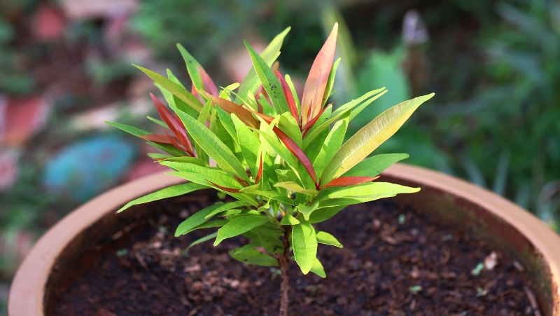 Lily Pilly Growing In A Pot