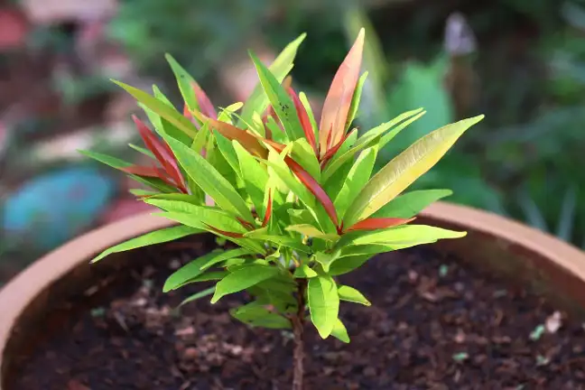 Lily Pilly Growing In A Pot