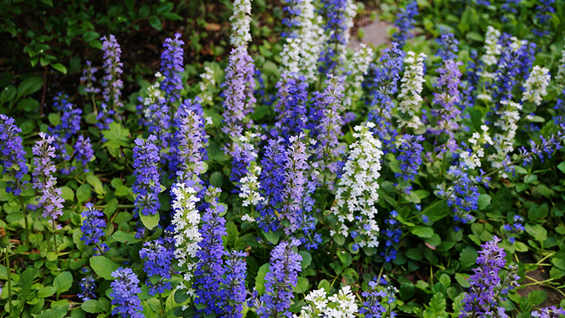 how to grow ajuga 2