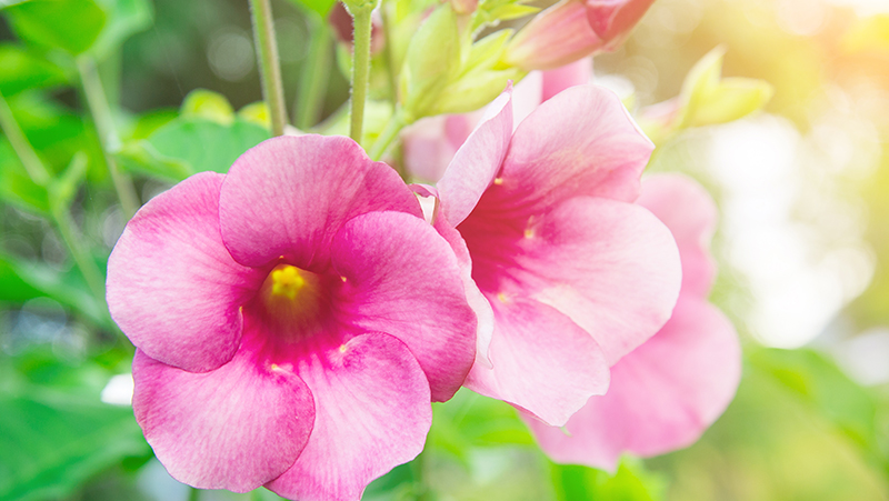 how to grow allamanda 2