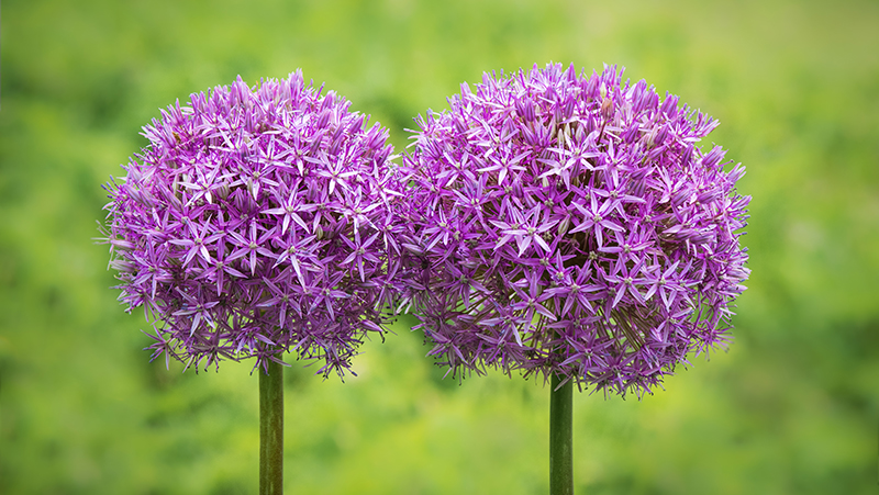 how to grow alliums 2