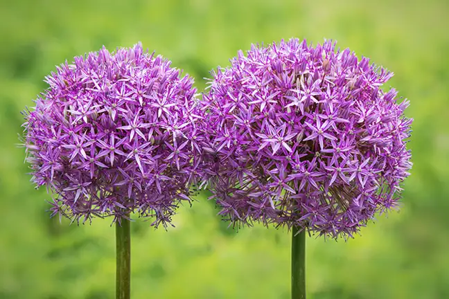 how to grow alliums 2