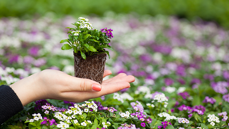 how to grow alyssum 3