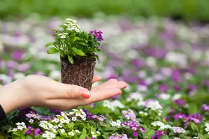 how to grow alyssum 3