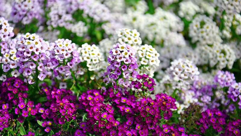 how to grow alyssum 2