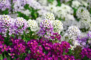 how to grow alyssum 2