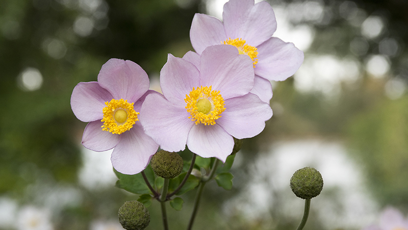how to grow anemone 3