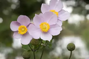 how to grow anemone 3