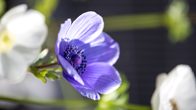 how to grow anemone 2