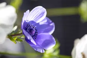 how to grow anemone 2
