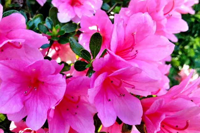 how to grow azalea 3
