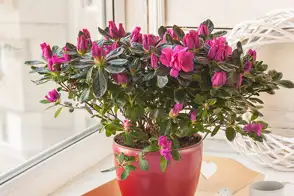 how to grow azalea 2