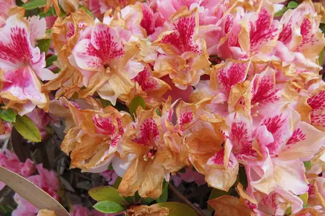 Azalea Petal Blight